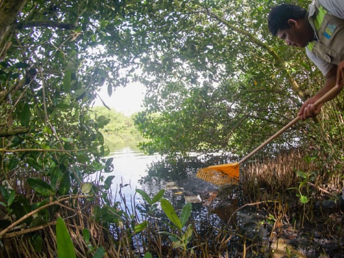 EPA Cartagena realizó limpieza en dos hectáreas de manglar