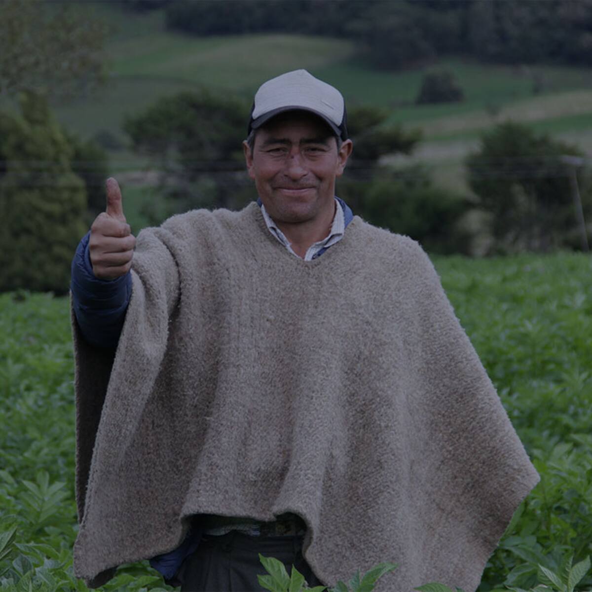 La Inteligencia Artificial irrumpió en la agricultura y el mundo rural.