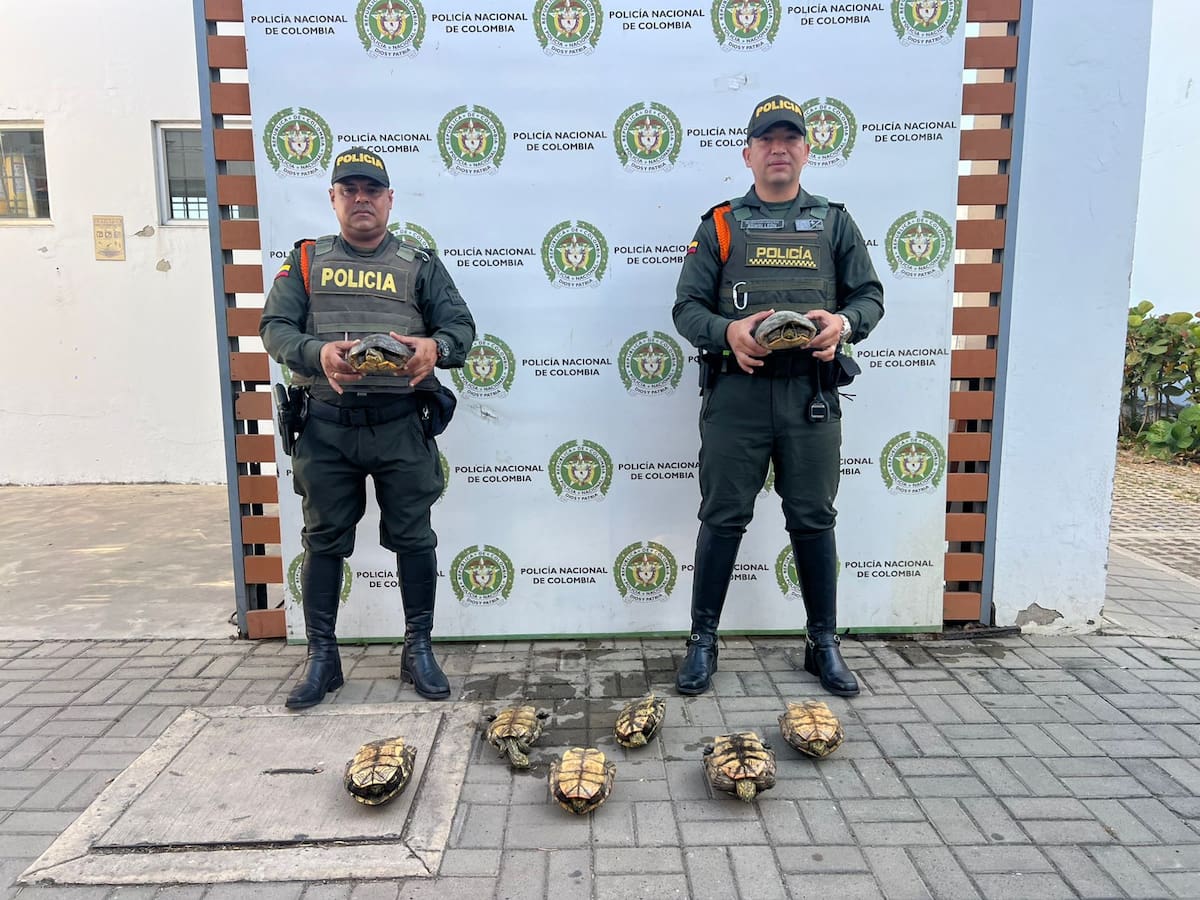 Policía intensifica controles al pescado y la fauna silvestre en el Mercado de Bazurto