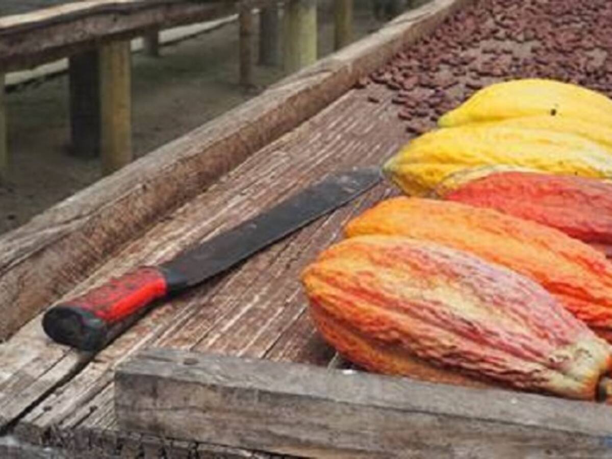 Cacao de Tumaco en el menú de Crepes & Waffles