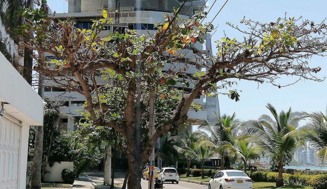 La situación se presenta en el componente forestal de los barrios Castillogrande y Bocagrande
