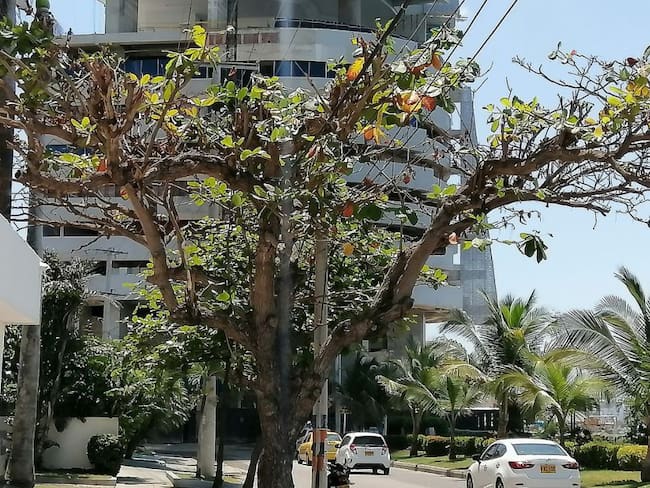 La situación se presenta en el componente forestal de los barrios Castillogrande y Bocagrande