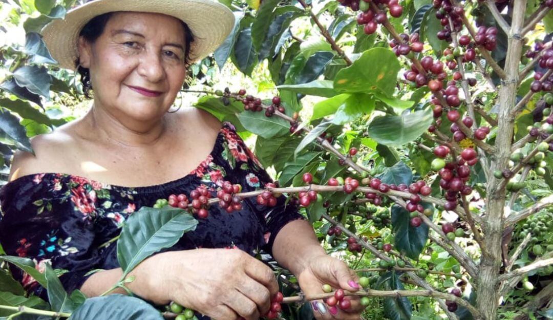 Incentivos en Caldas para asegurar las cosechas