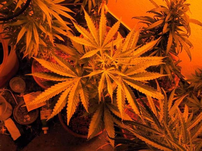 Sanamente uso Cannabis Medicinal
