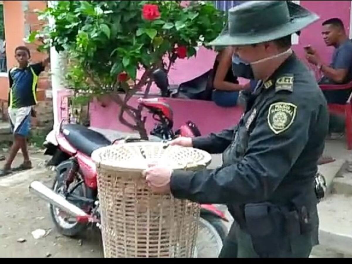 Policía Ambiental y Ecológica de Cartagena rescata a un 'Mono Cariblanco'