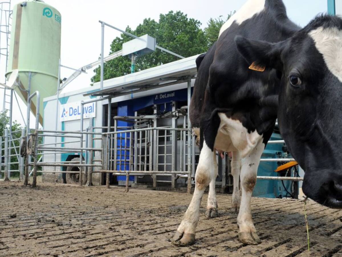 Los microbios del estómago de las vacas pueden destruir plástico