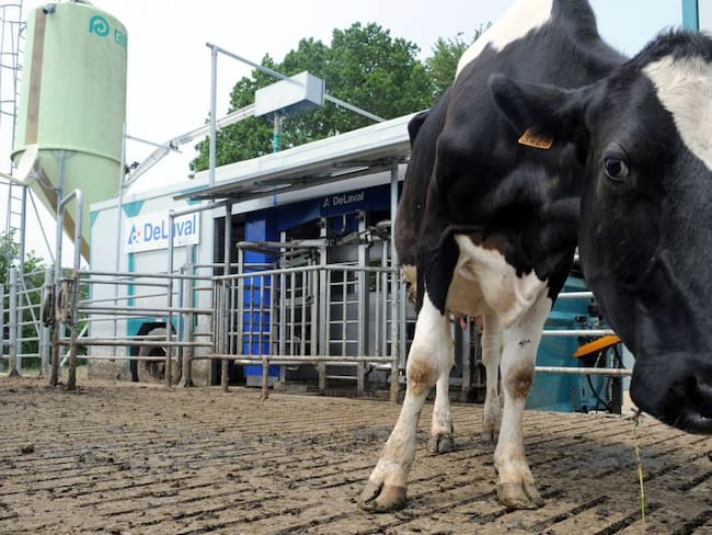 Los microbios del estómago de las vacas pueden destruir plástico