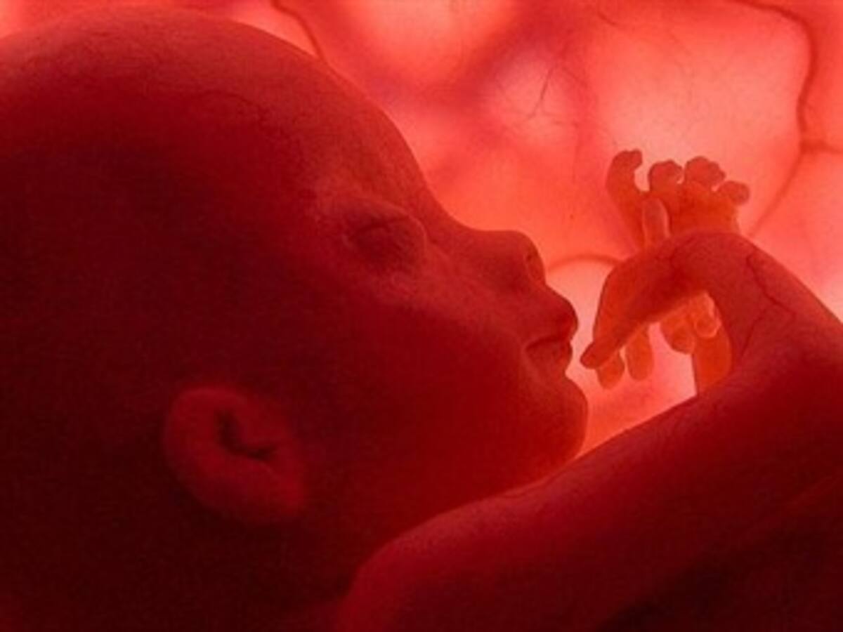 Estudio con células madre abre vía para curar la hidrocefalia en fetos