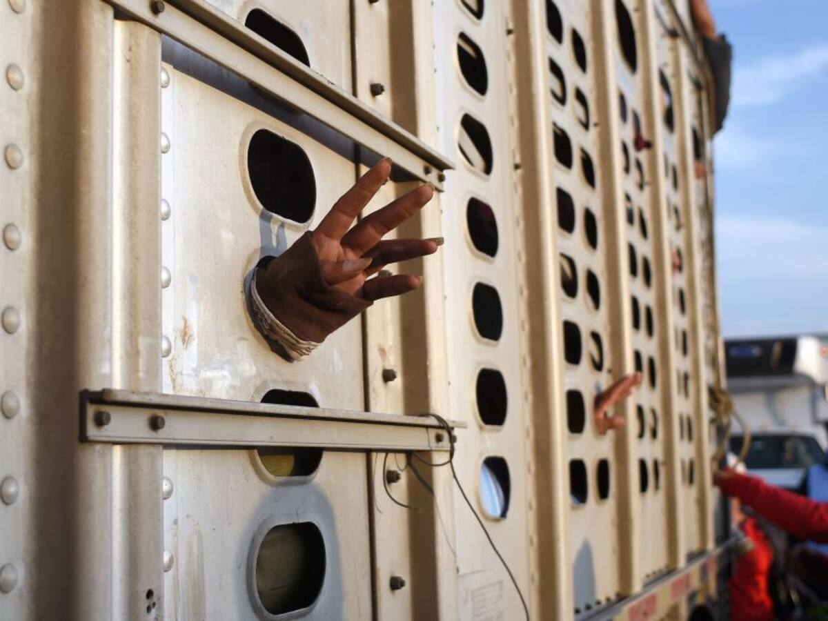 En México rescataron 600 migrantes que eran transportados en dos tráiler