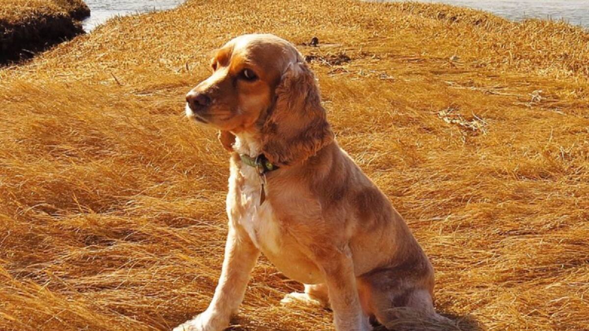 Miel, la perrita que de vacaciones se fue a España