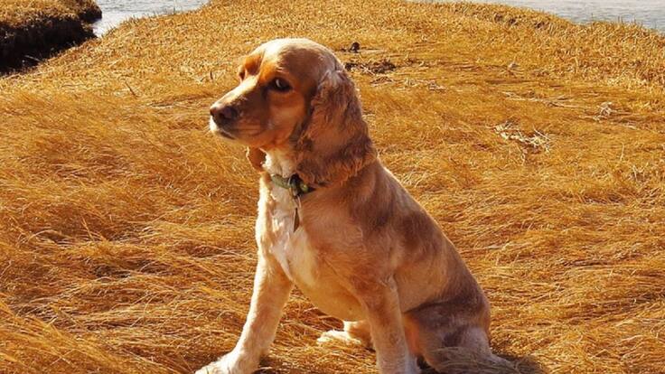 Miel, la perrita que de vacaciones se fue a España