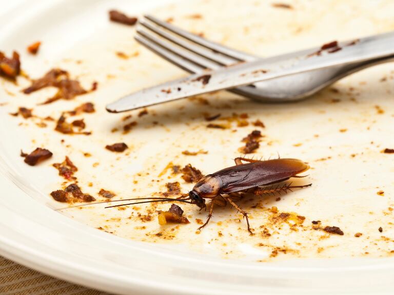 Truco sencillo para mantener a las cucarachas lejos de los electrodomésticos: ingrediente clave. Foto tomada de Canva