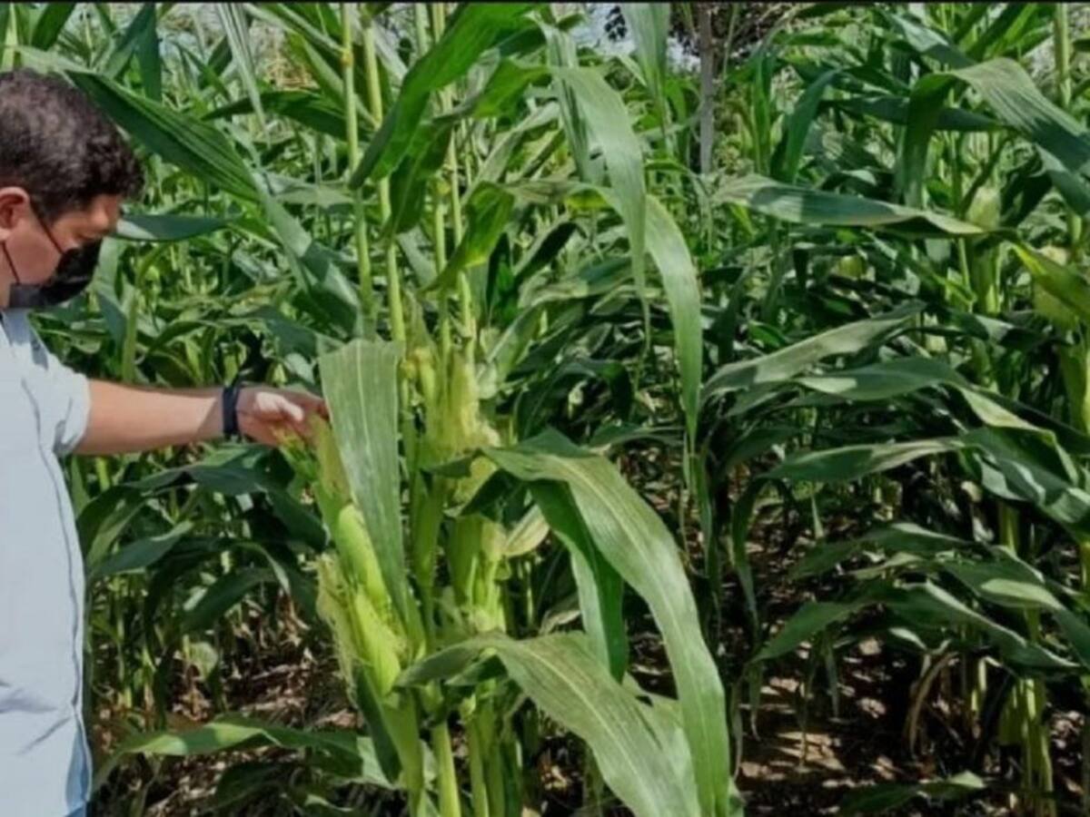 ICA trabaja con productores para proteger cultivos en Bolívar