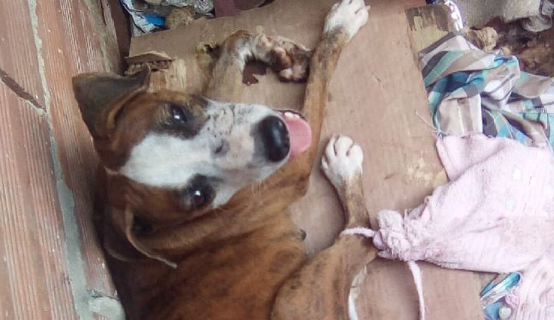 Perrita atacada. Cortesía