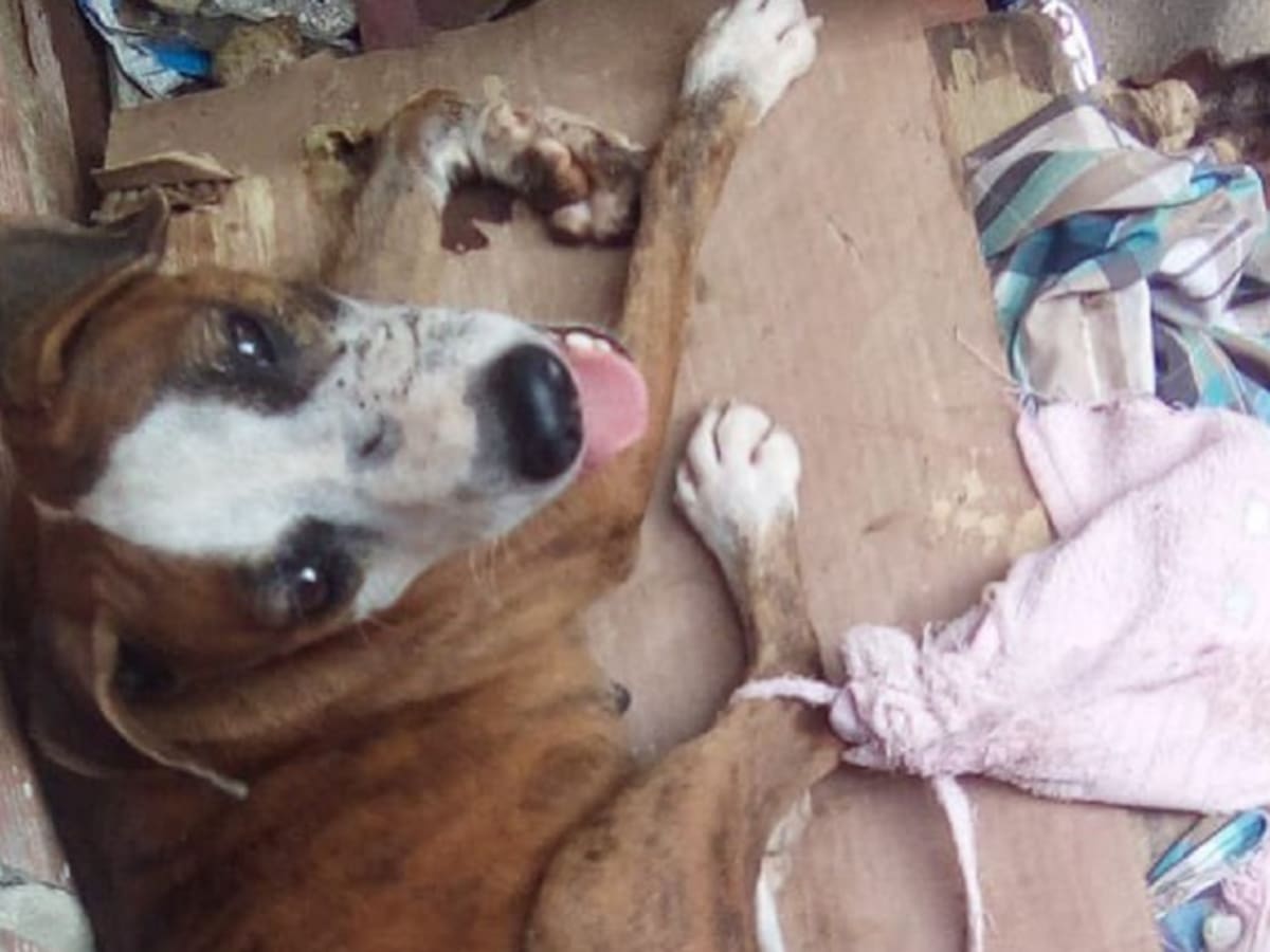 Le amputaron una pata a una perra tras ataque a machete en Barranquilla