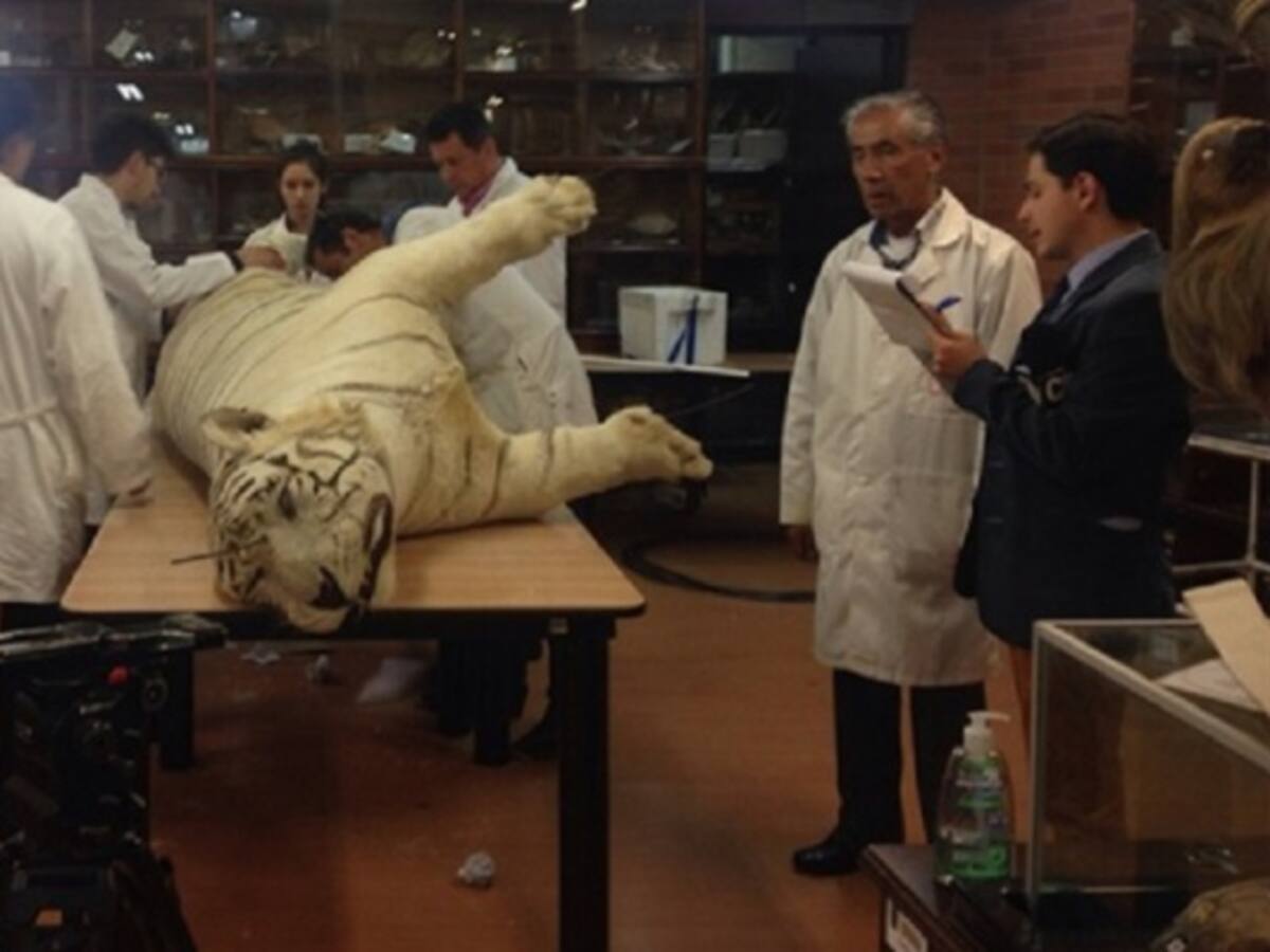 Disecarán tigre blanco en Bogotá