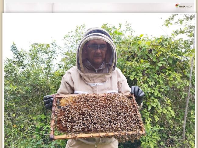 El valor de esos cultivos a nivel global que dependen directamente de la polinización animal es de entre 236.000 y 577.000 millones de dólares anuales