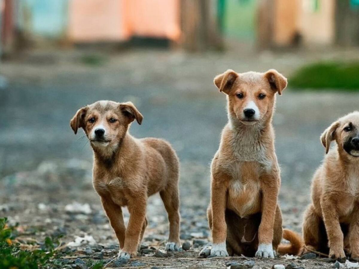 Todo lo que debe saber para adoptar una mascota en esta navidad