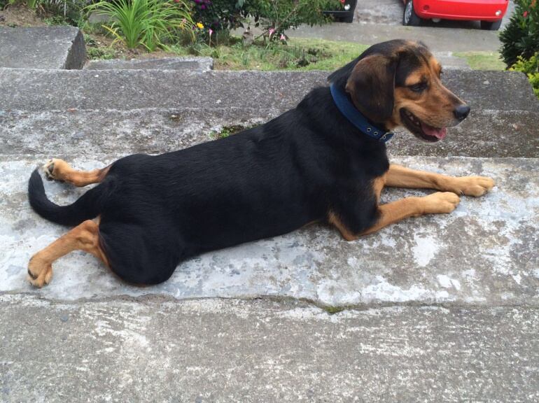 El perro no era considerado como agresivo 