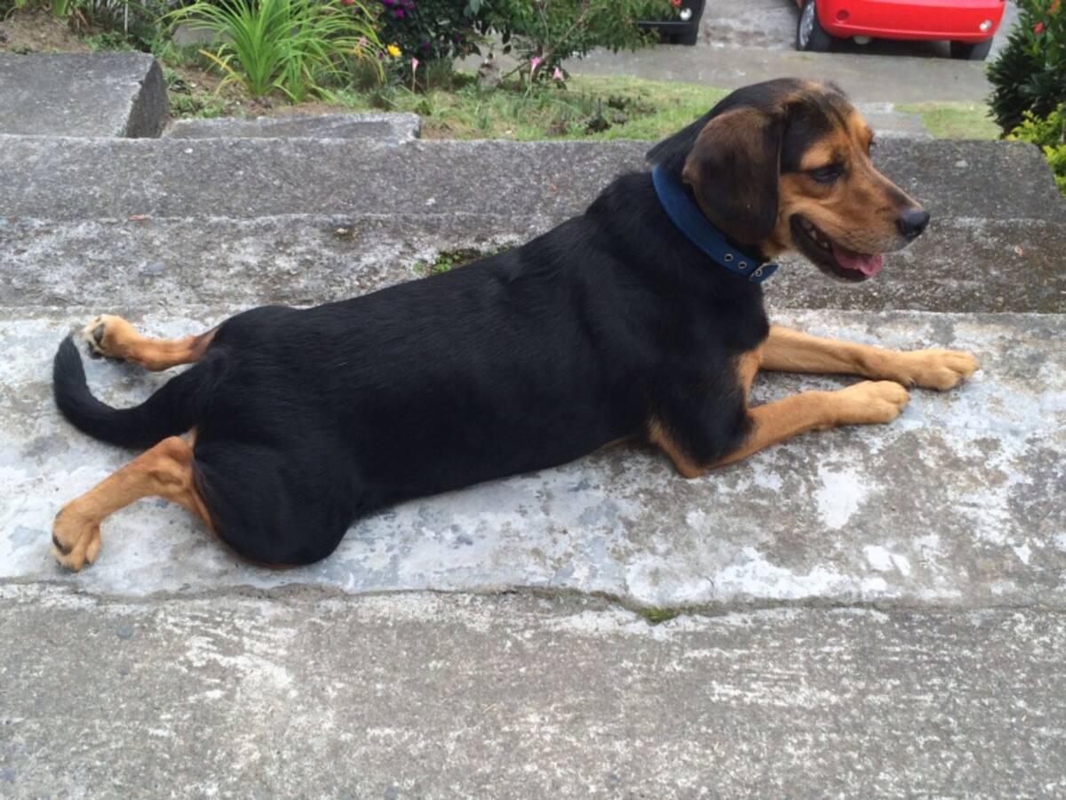 Hombre de 65 años de edad mató a puñaladas a un perro en Pereira