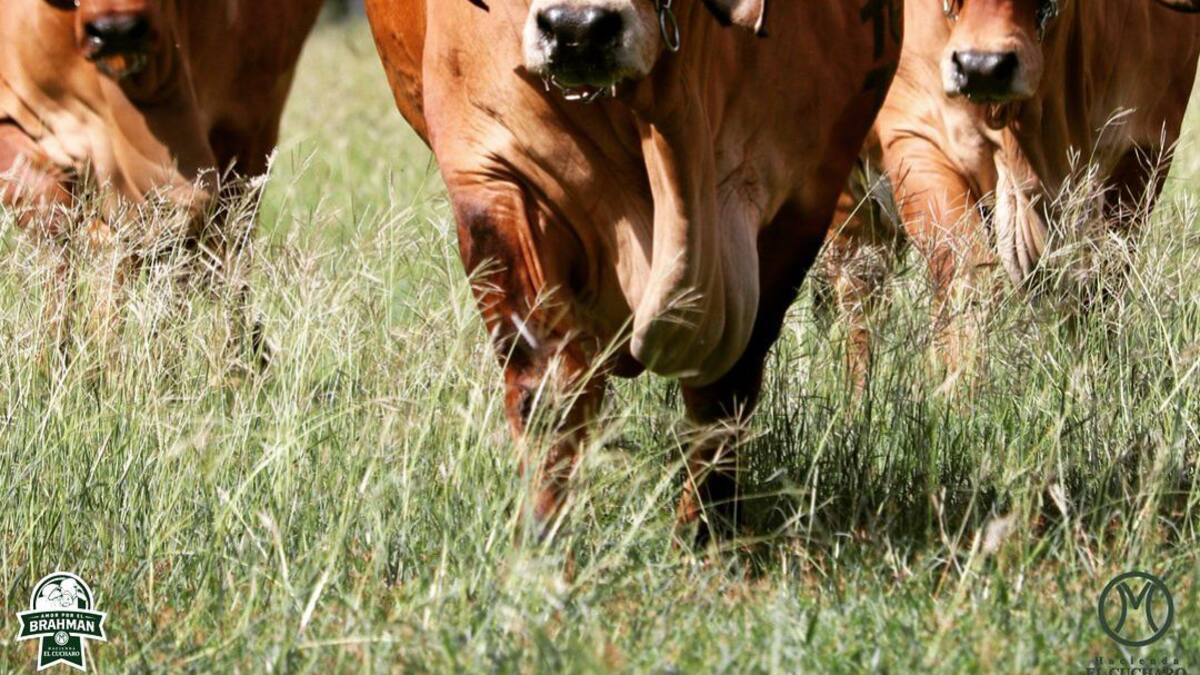 Ventas de genética cebuina alcanzaron los $ 1.700 millones en agroexpo