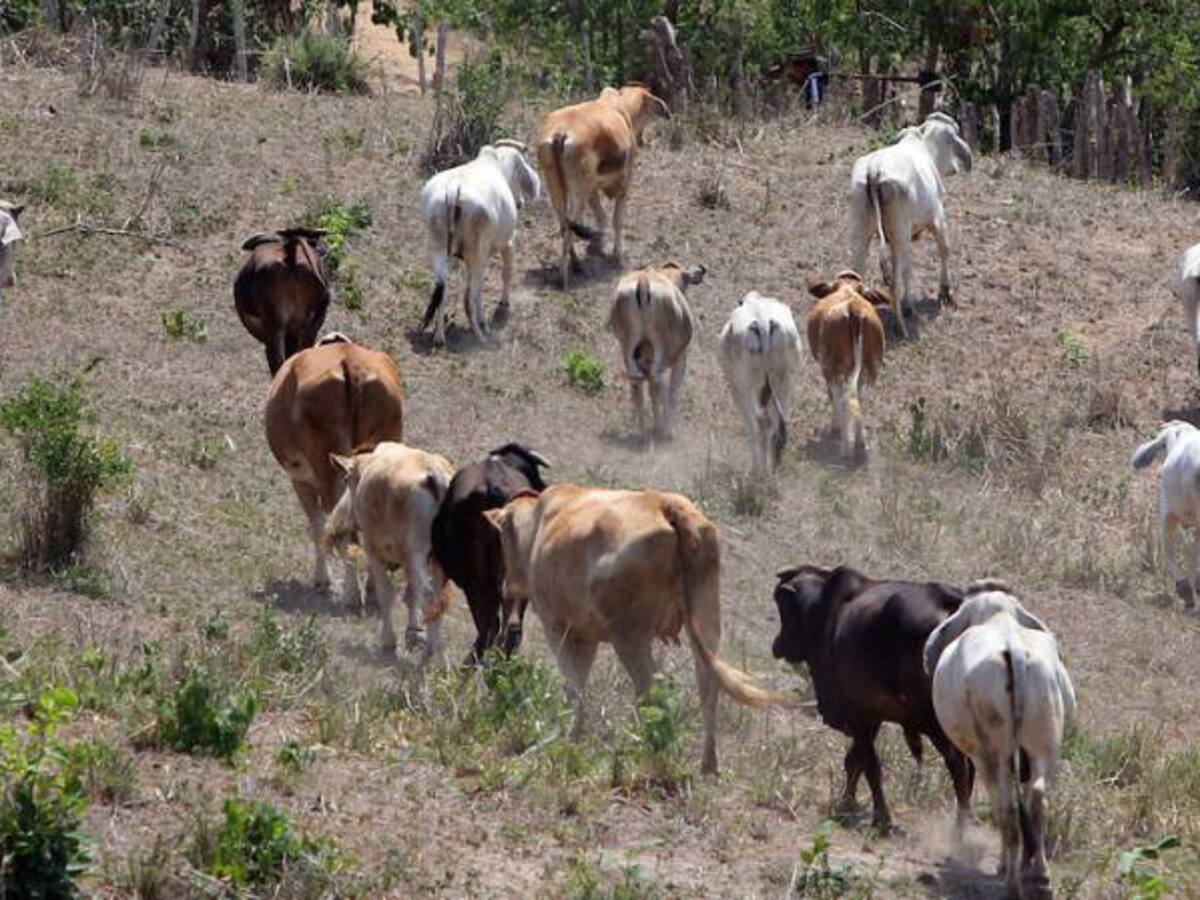 Acusan a indígenas de matar nueve reses en una finca en el Cesar