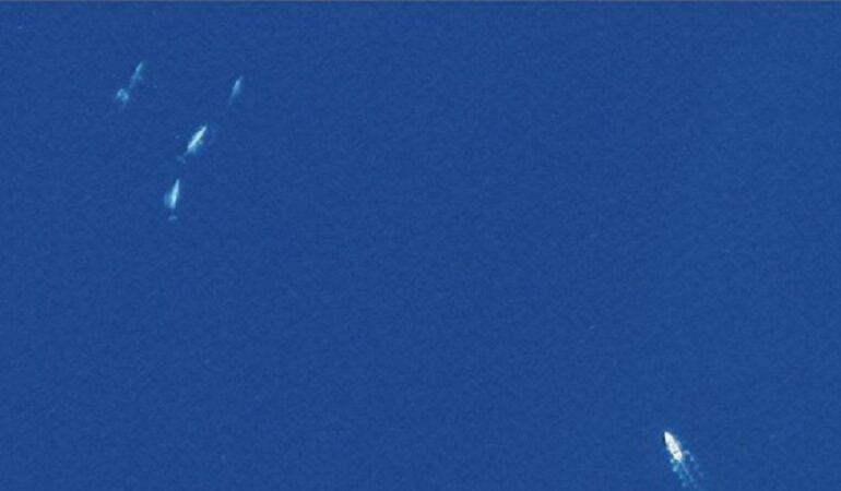Ballenas monitoreadas desde el espacio