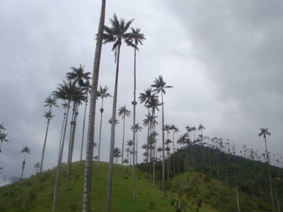 Sin la Palma de Cera no hay Cocora, ni turismo, ni Salento: expertos