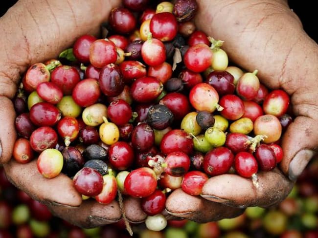 Producción de café en noviembre aumentó un 19%: Fedecafé