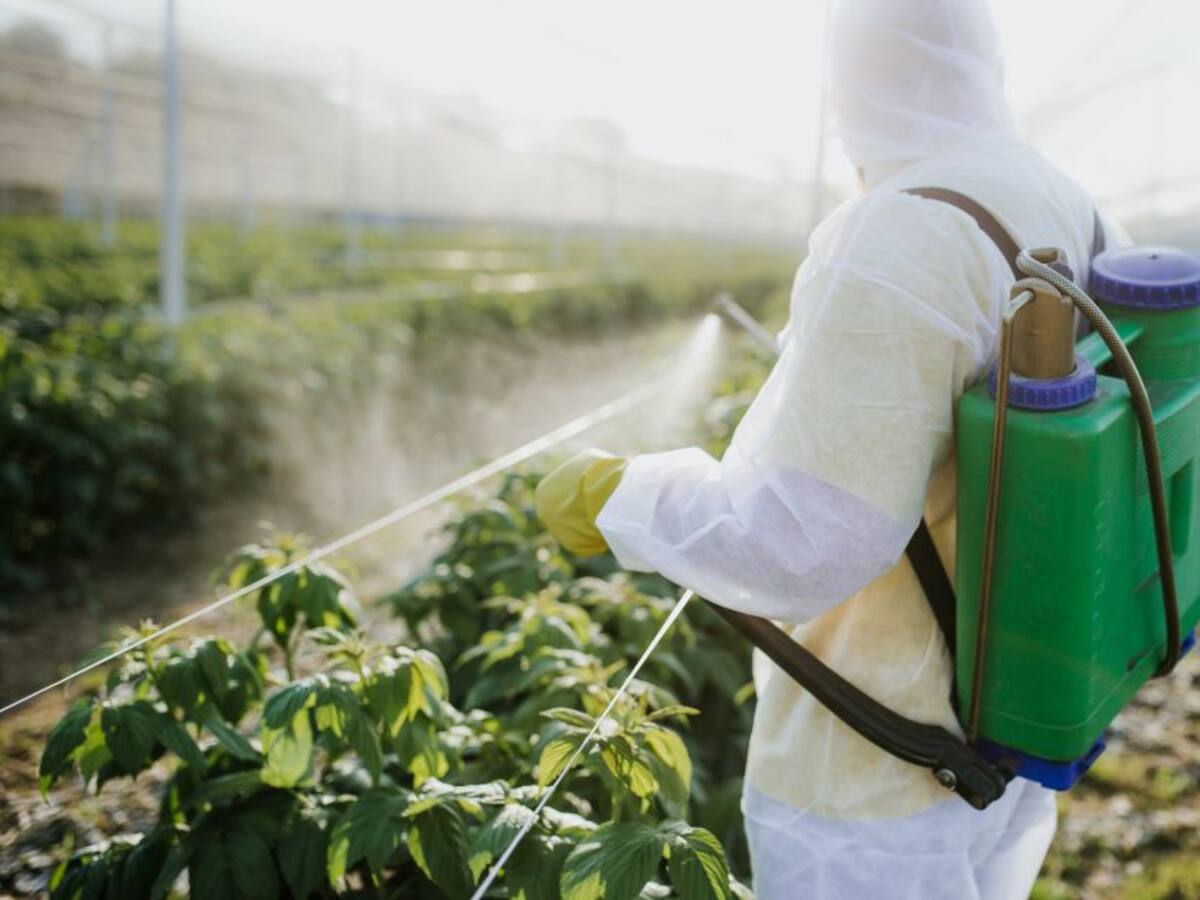 Plantean producir más insumos agrícolas para bajar costos de alimentos