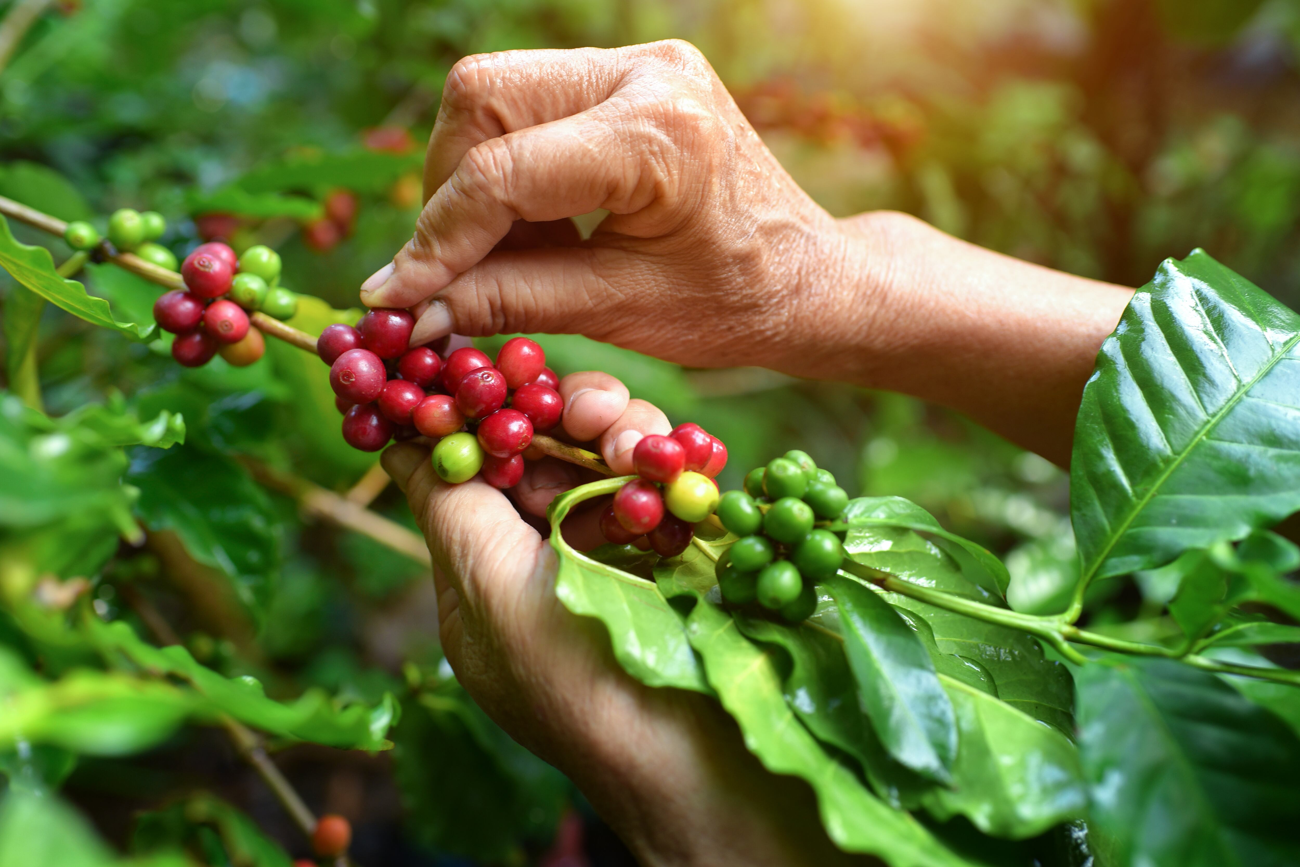 Persona recolectando café (Getty Images)