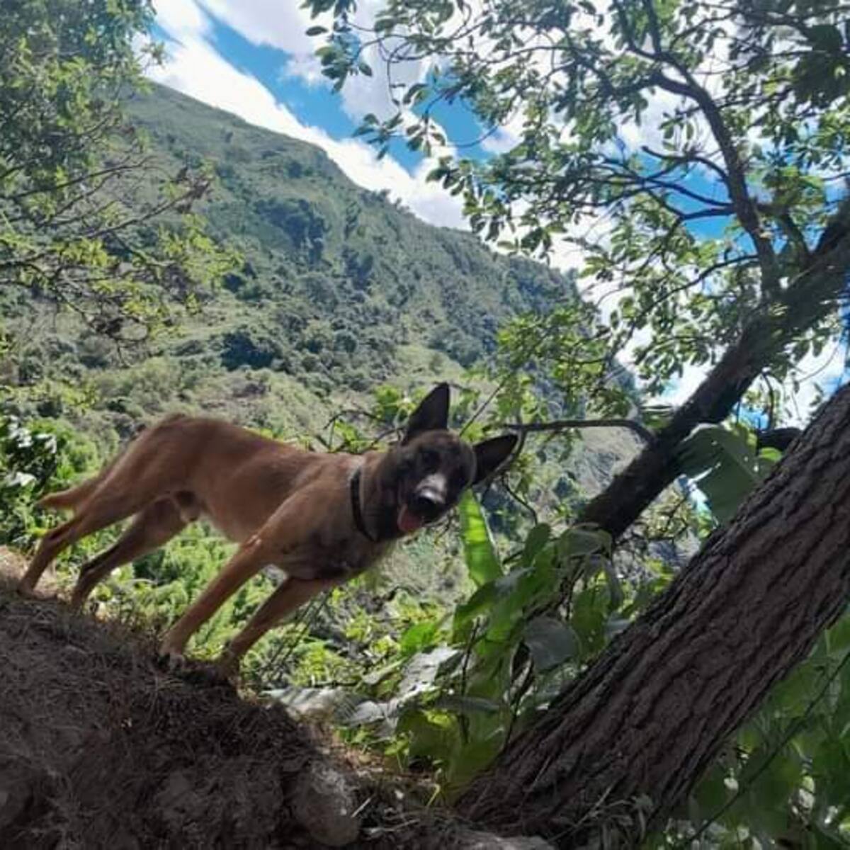 ¿Wilson apareció en Huila? Ejército desmiente que se trata del héroe de la Operación Esperanza