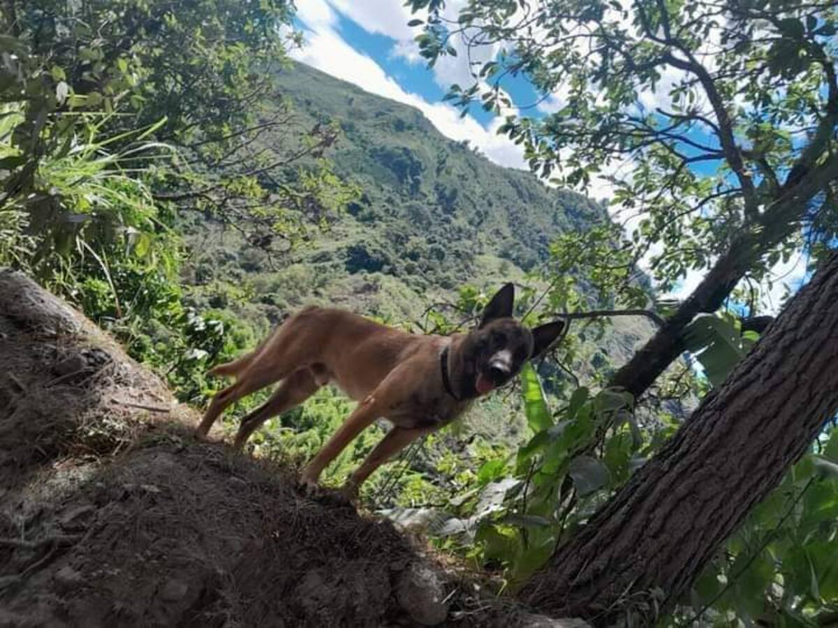 ¿Wilson apareció en Huila? Ejército desmiente que se trata del héroe de la Operación Esperanza