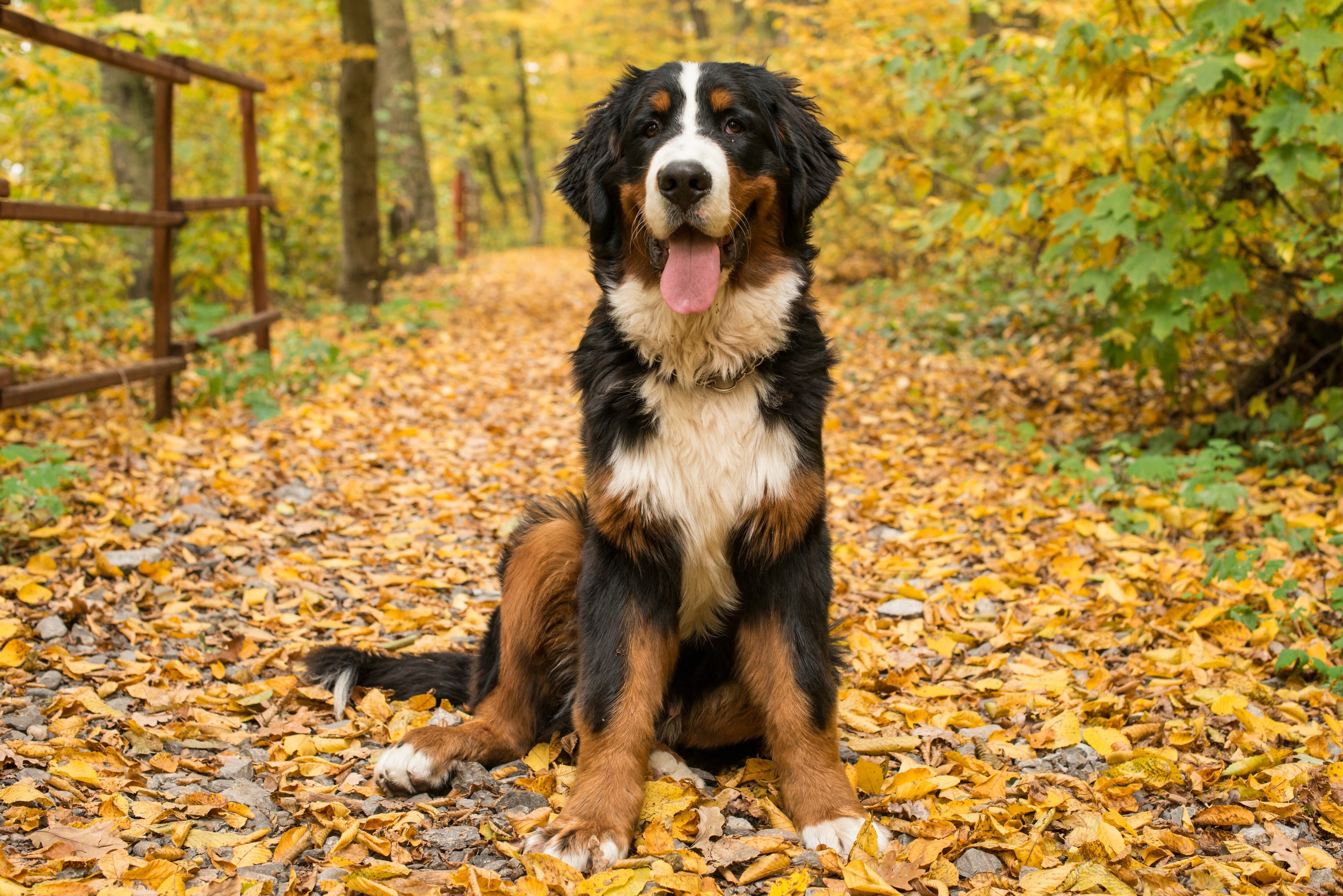 Perro Bernés de la Montaña (GettyImages)