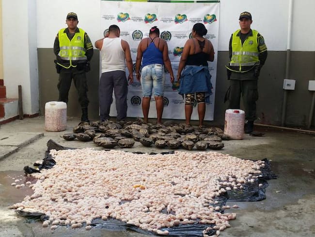 Policía de Bolívar logró incautar más de 50 mil huevos de iguana y 950 hicoteas