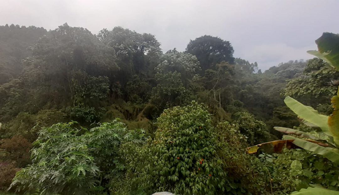 Imagen de archivo, zona boscosa de La Cumbre