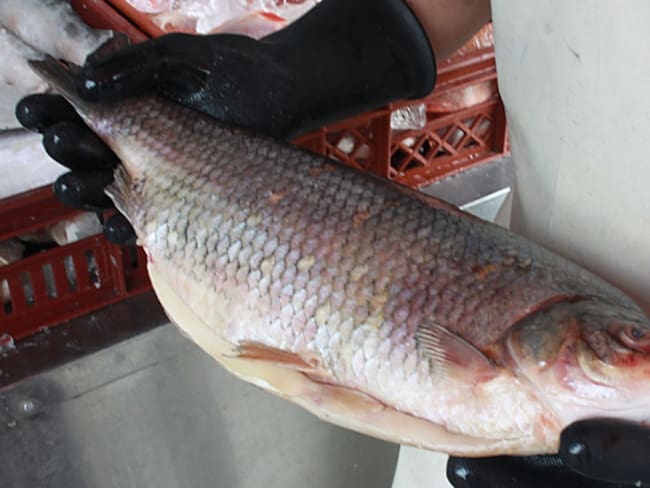 Por consumir pescado 32 turistas resultaron intoxicados en San Andrés