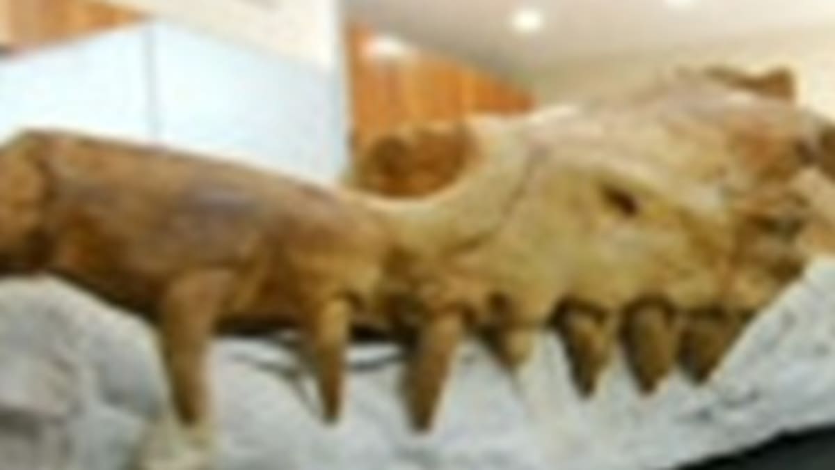 En Perú: el desierto que guarda el origen de las ballenas