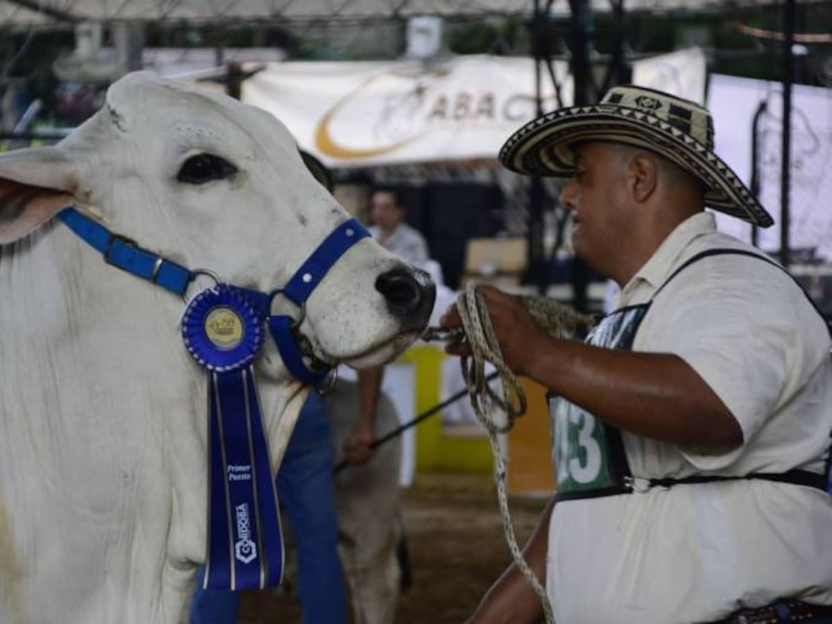 Campeones de las razas cebuinas