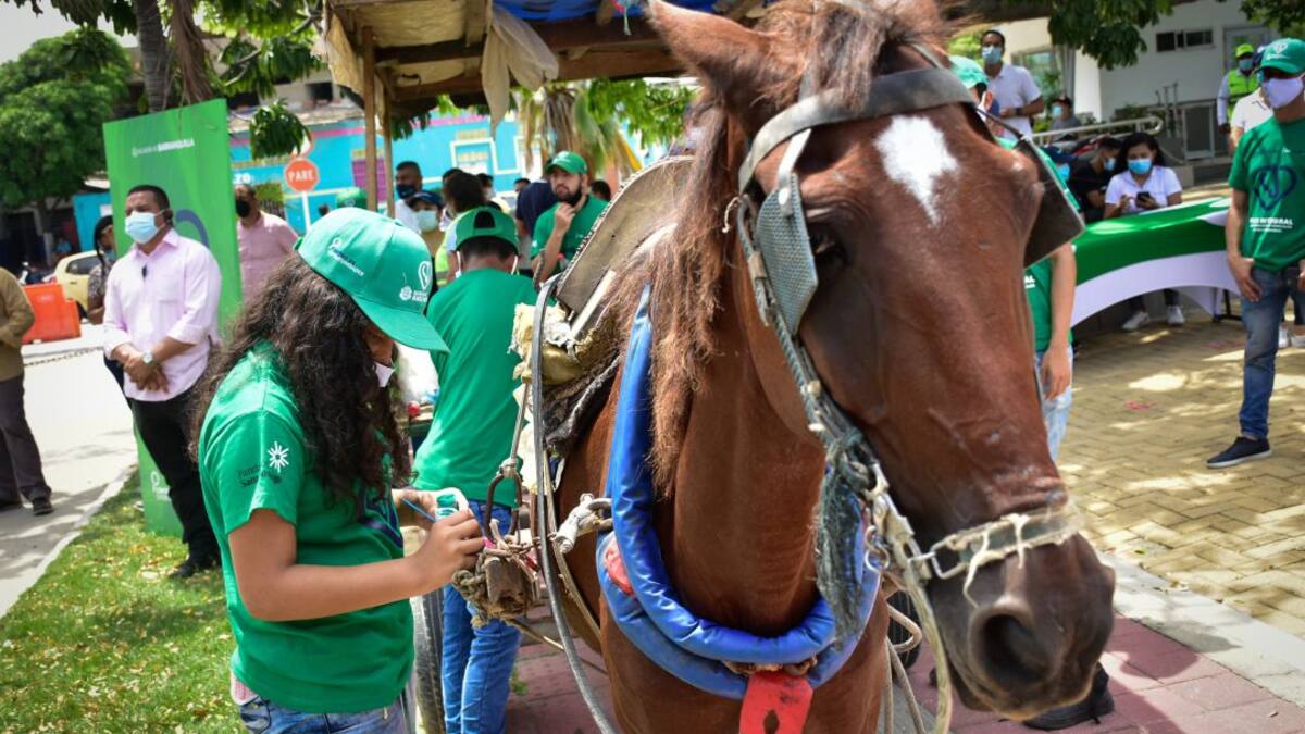 Inició nueva fase de sustitución de vehículos de tracción animal