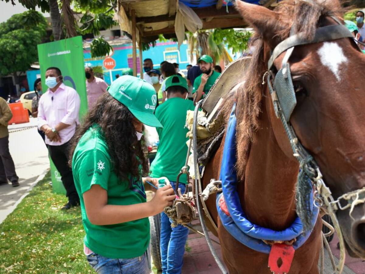 Inició nueva fase de sustitución de vehículos de tracción animal