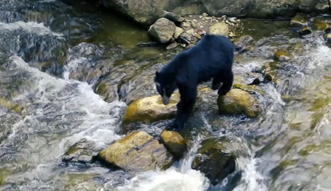 Avistamiento de Oso Andino en el río Las Ceibas