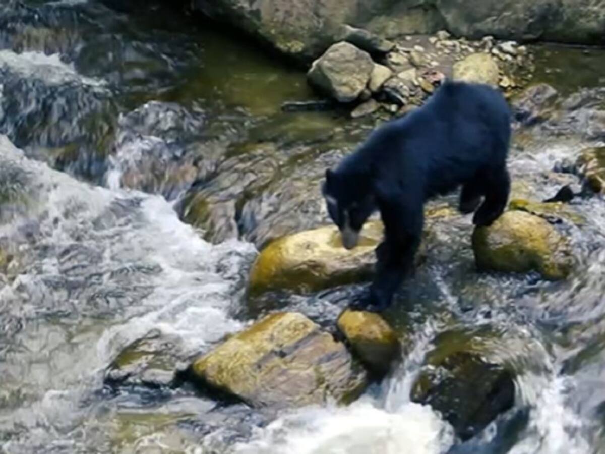 Avistamiento de Oso Andino en el río Las Ceibas