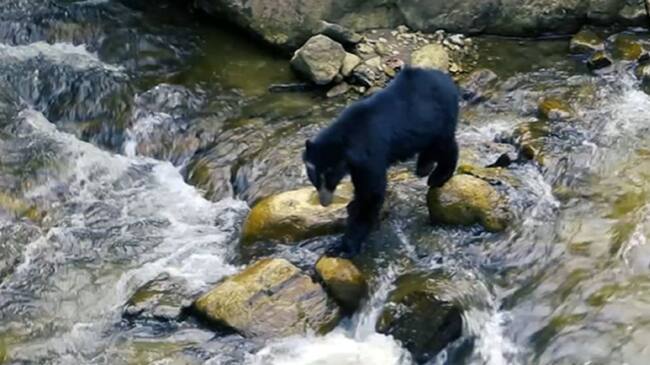 Avistamiento de Oso Andino en el río Las Ceibas