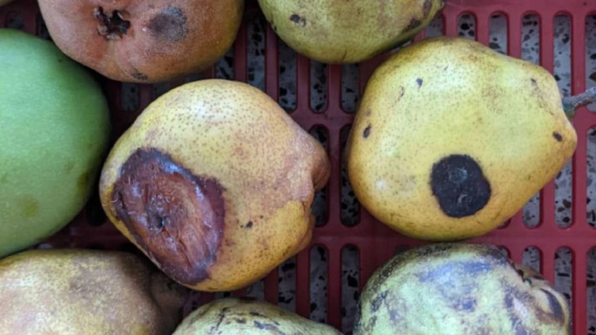 Informe denuncias PAE, Quindío