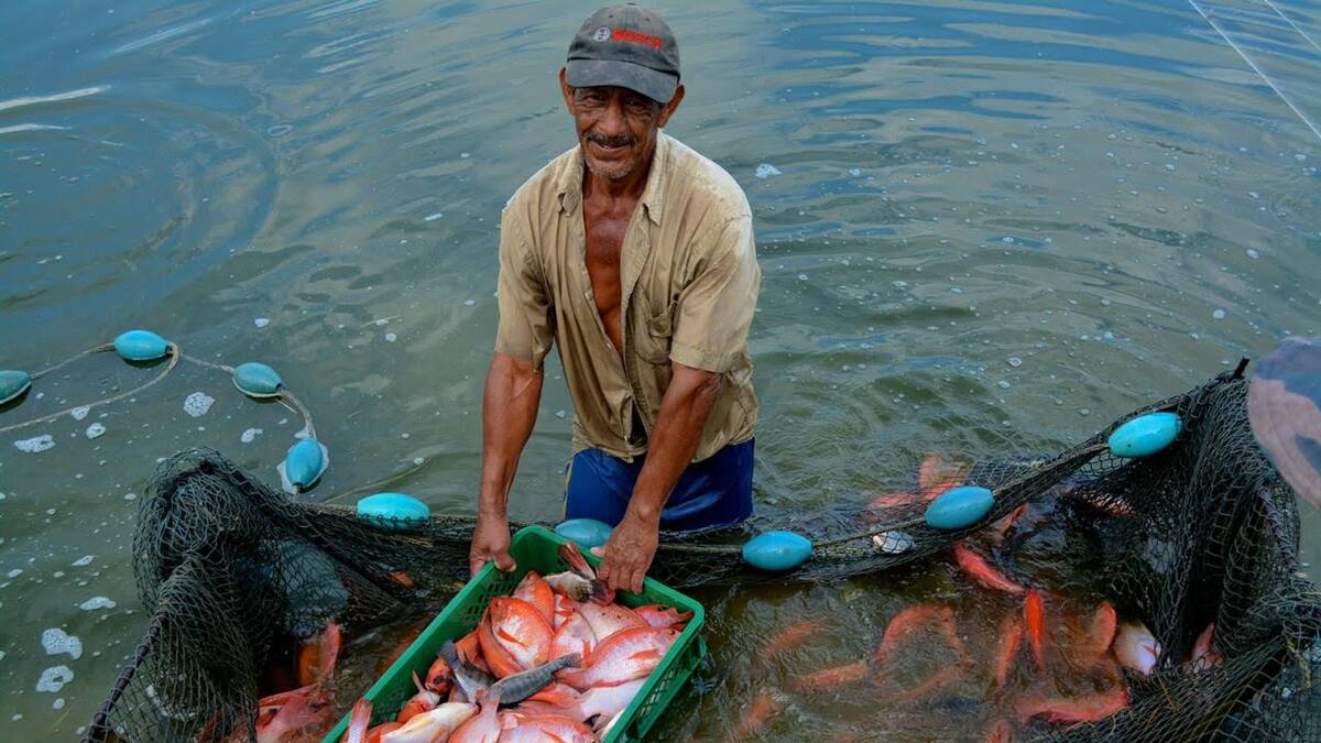 Piscicultores del Huila afirman que este 2024 ha sido un año difícil para la producción
