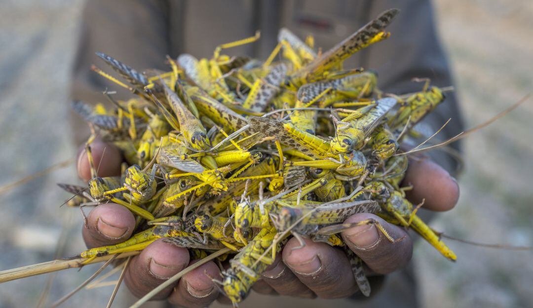 Muerte masiva de insectos. Imagen de referencia