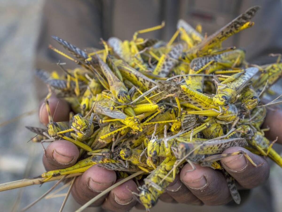 Los insectos se han reducido cerca de 50% en algunas zonas del mundo