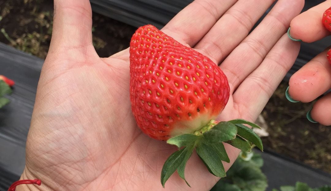 Fresa cultivada en Subachoque en cultivos con aplicación de nanofertilizantes.