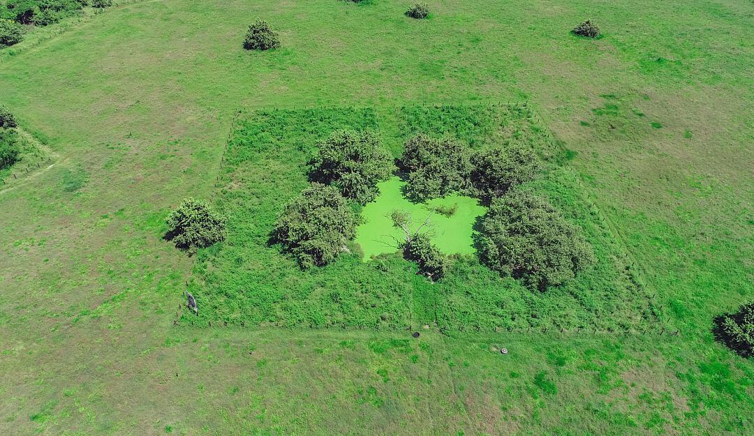 Celsia sembró más de 19.000 árboles en Espinal, Tolima